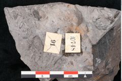 Foto (Detailansicht) von Noeggerathia palmaeformis Goeppert (NHMW-GEO-2024-0188-10748)